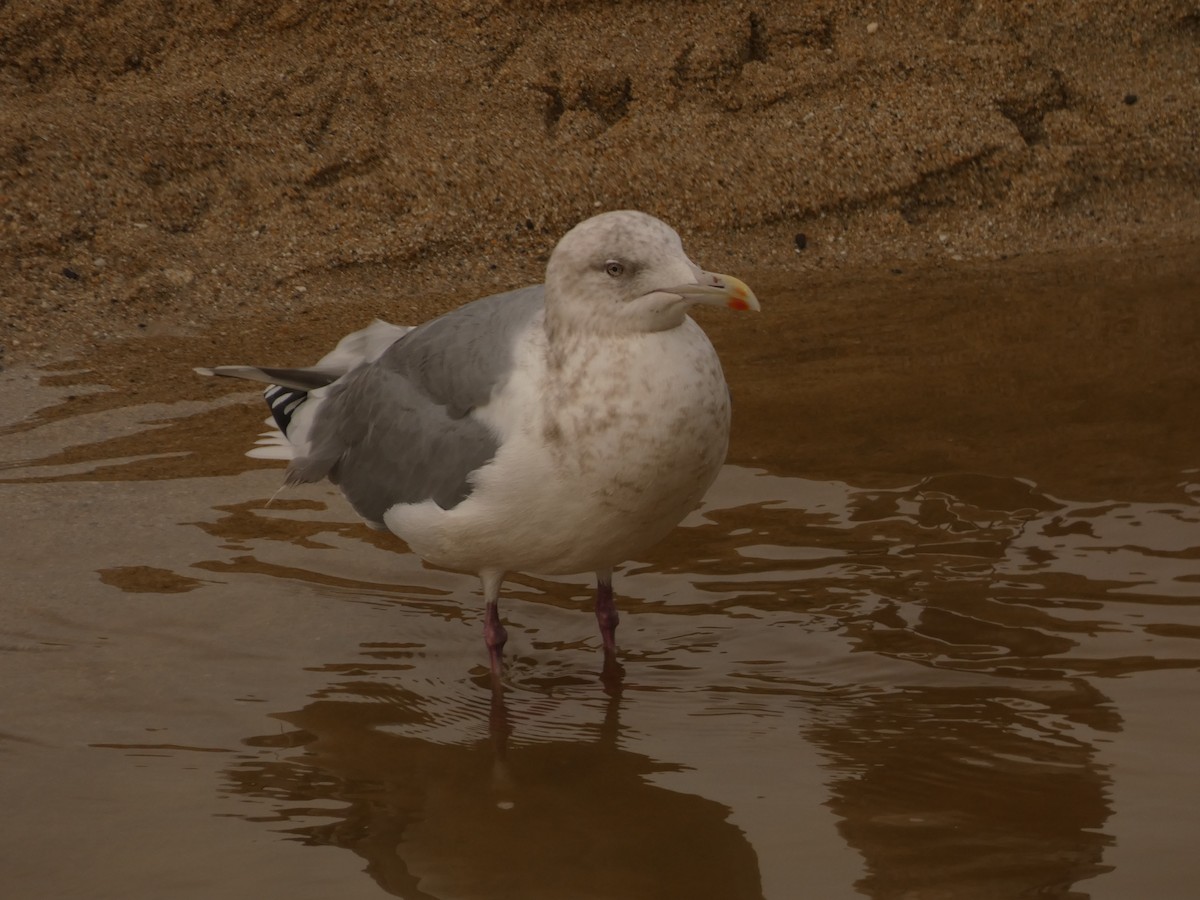 American Herring Gull - ML628021722