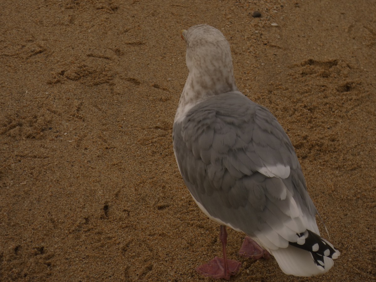 American Herring Gull - ML628021725