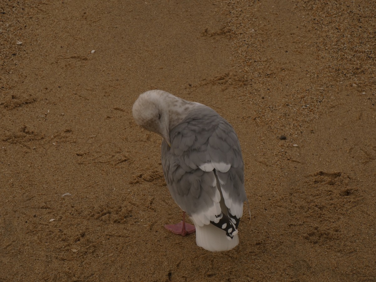 American Herring Gull - ML628021727