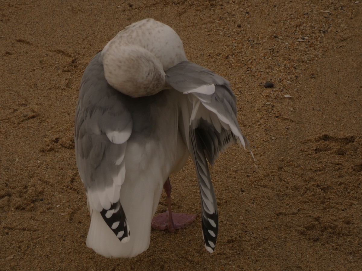 American Herring Gull - ML628021728