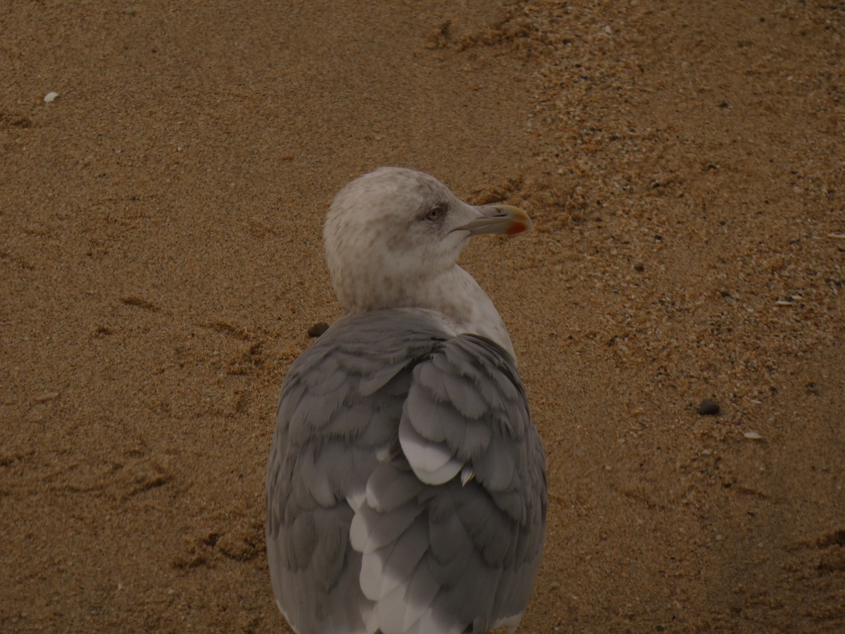 American Herring Gull - ML628021732