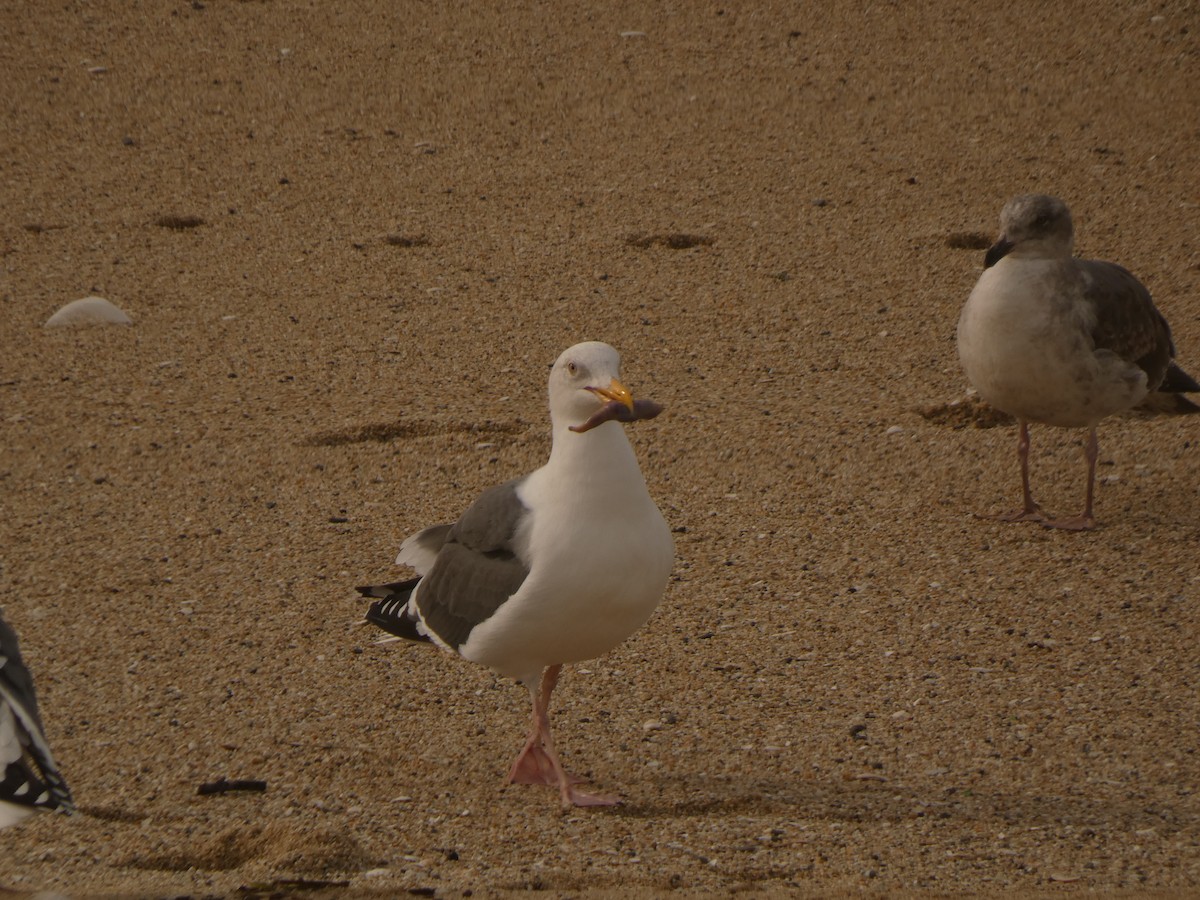 Western Gull - ML628021733