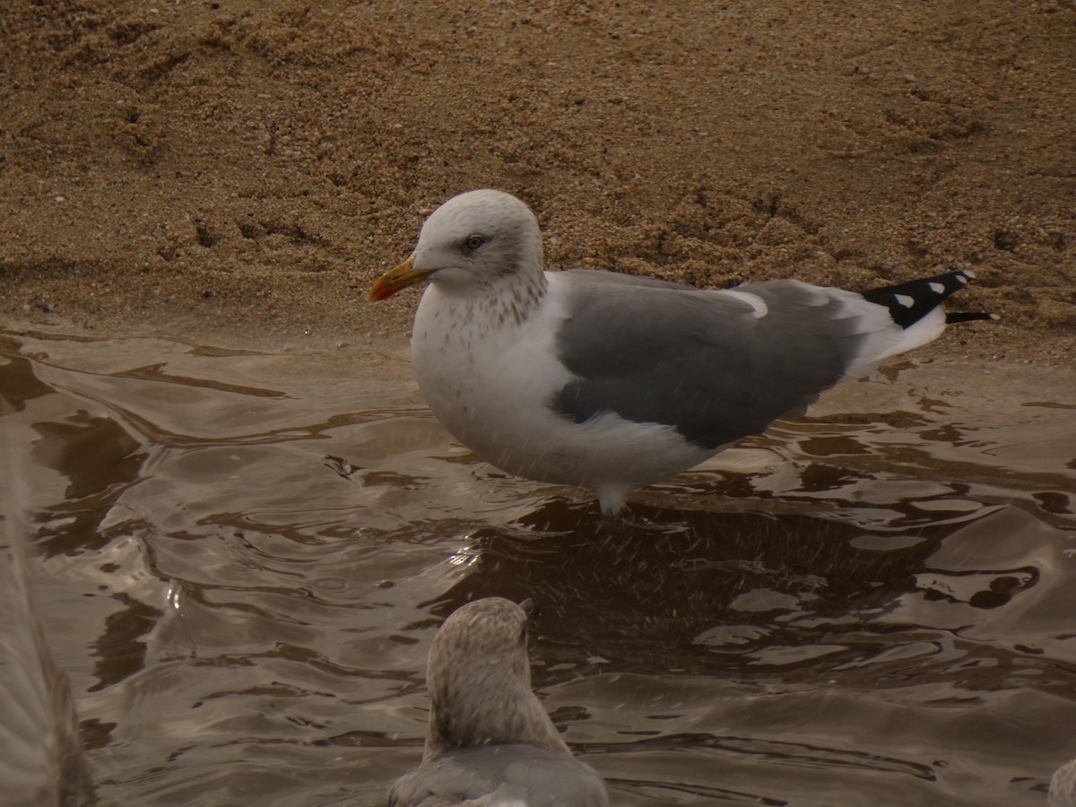 Vega Gull - ML628021759