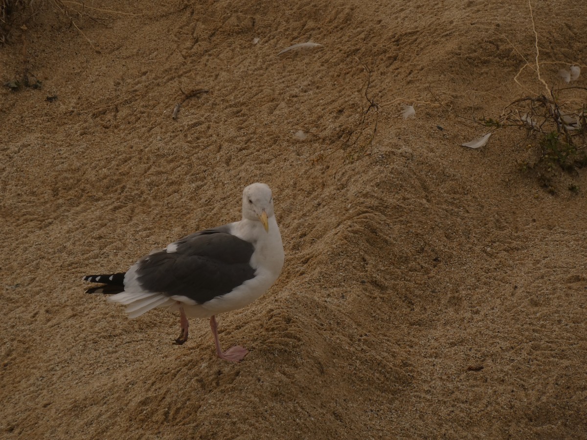 Western Gull - ML628021766