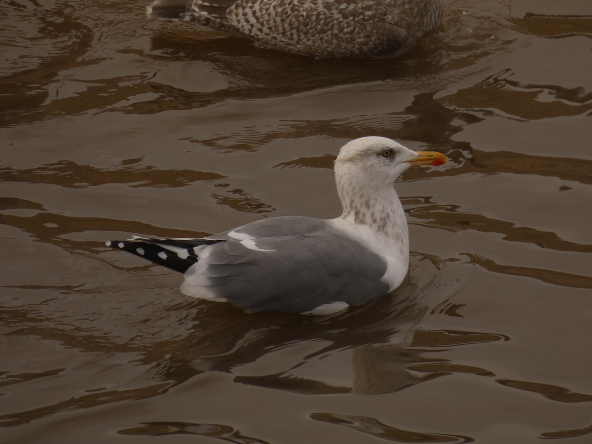 Vega Gull - ML628021775