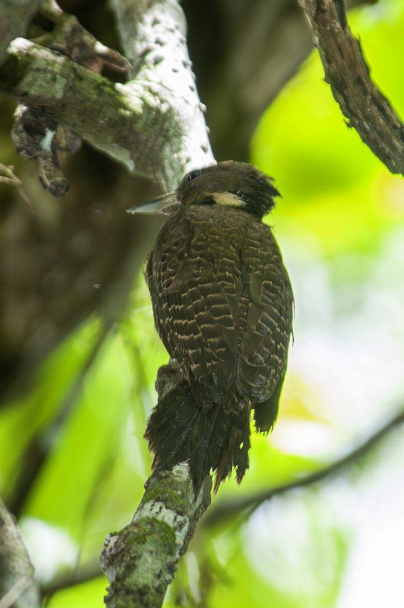 Buff-necked Woodpecker - ML628021785