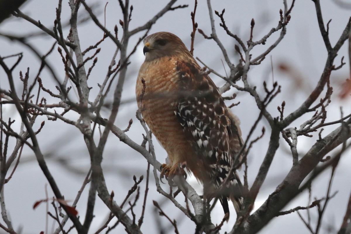 Red-shouldered Hawk - ML628021809