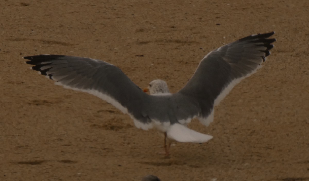 Vega Gull - ML628021810