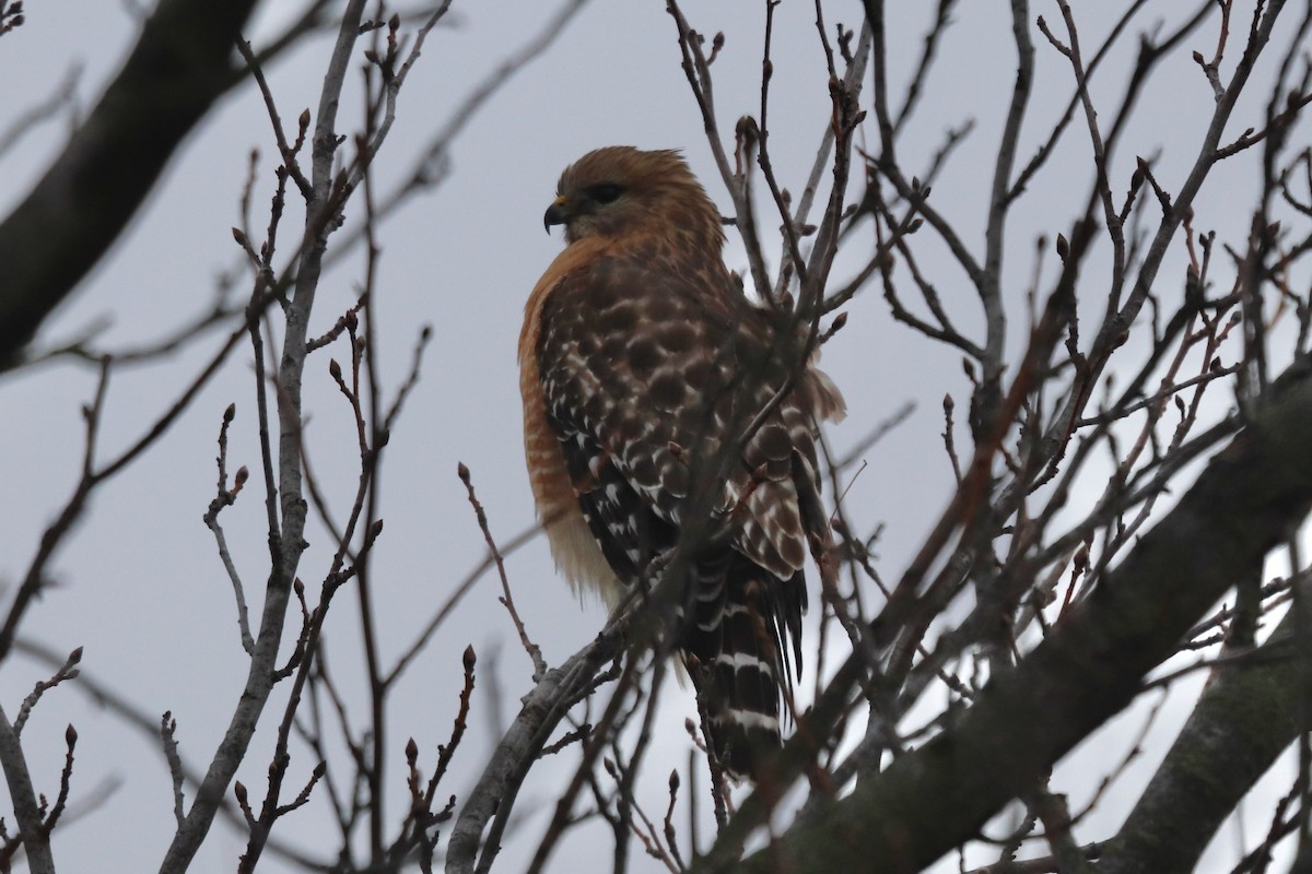 Red-shouldered Hawk - ML628021811