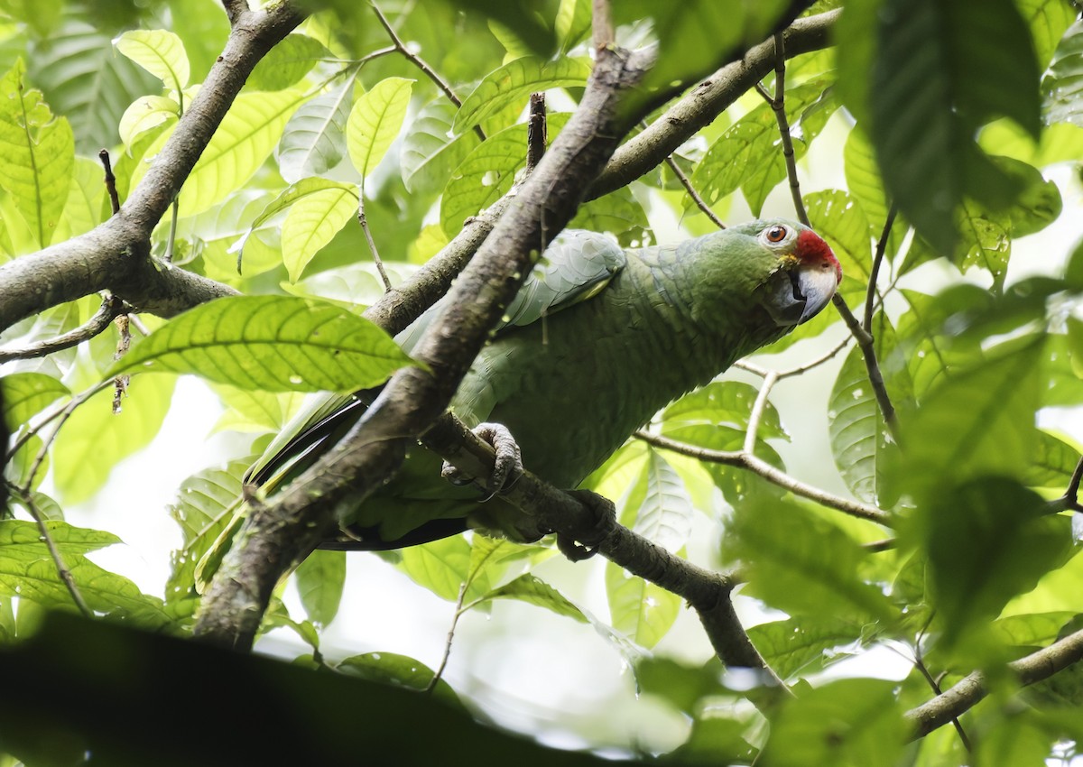 Red-lored Amazon - ML628021815