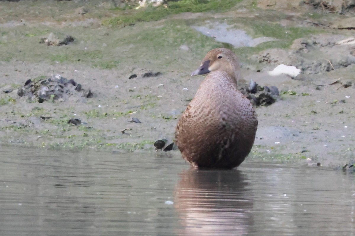 eBird Checklist - 25 Dec 2024 - Seabridge Park, Huntington Beach - 13 ...