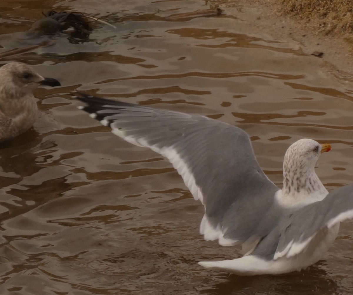 Vega Gull - ML628021823