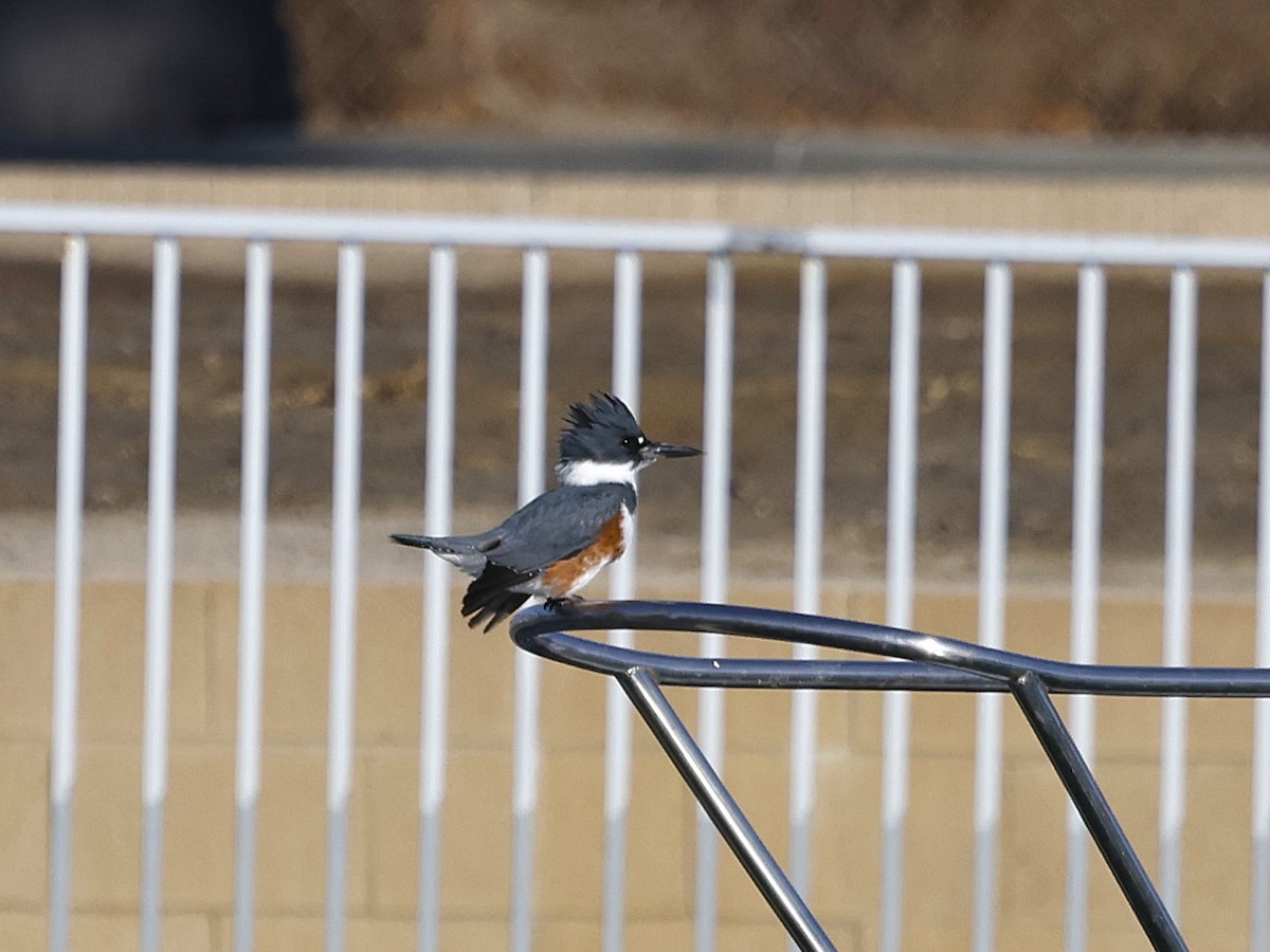 Belted Kingfisher - ML628021929