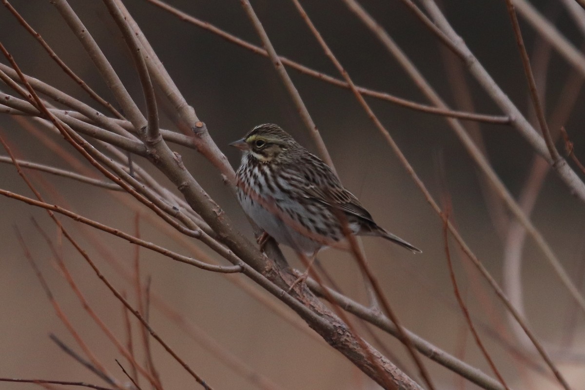 Savannah Sparrow - ML628021936