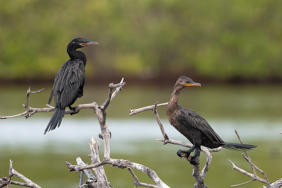 Neotropic Cormorant - ML628022012
