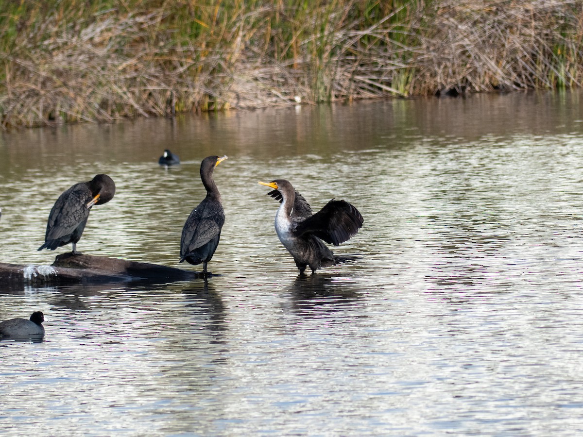 Double-crested Cormorant - ML628022016