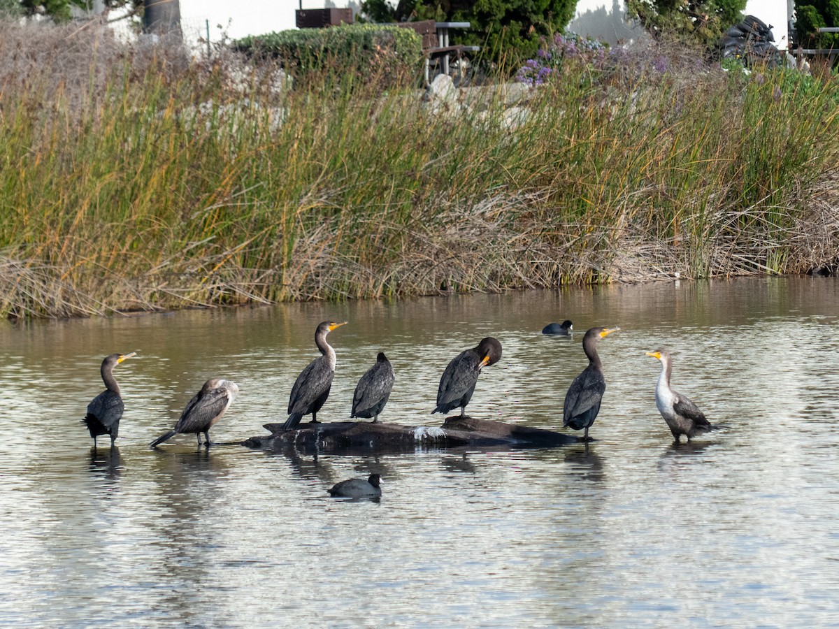 Double-crested Cormorant - ML628022017