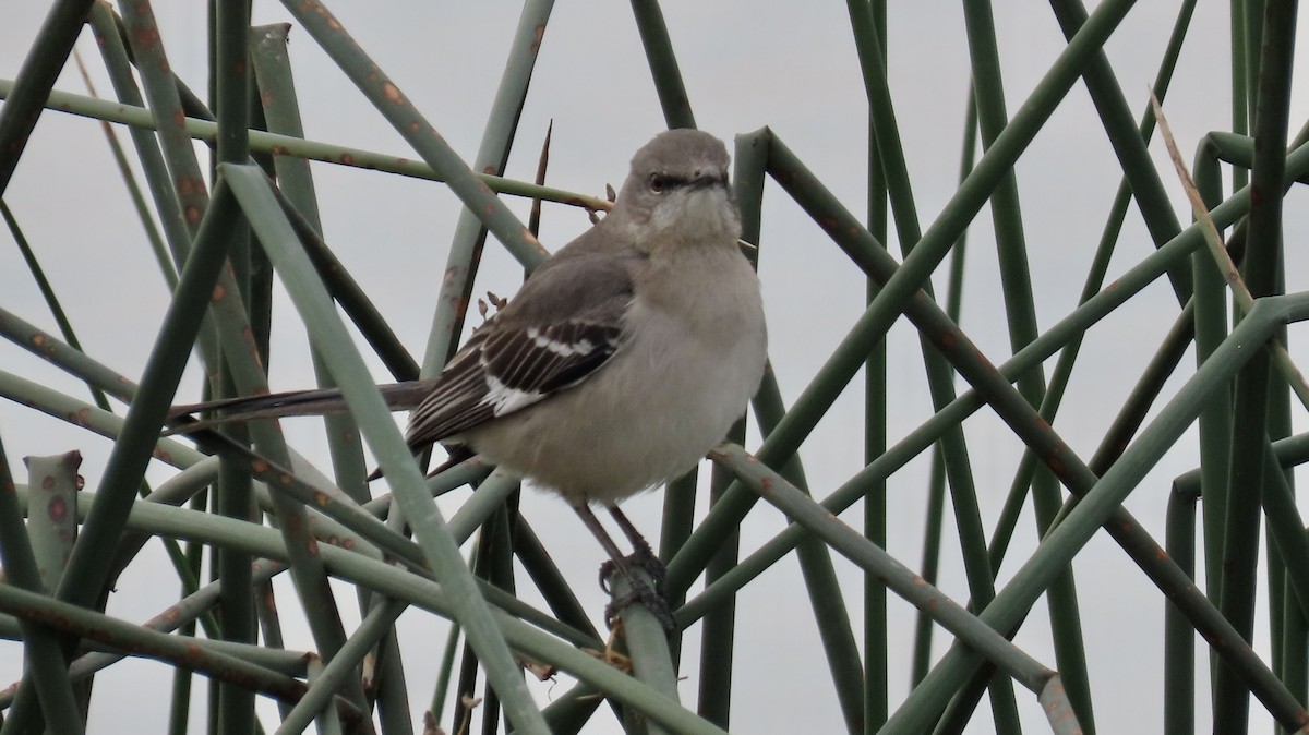 Northern Mockingbird - ML628022025
