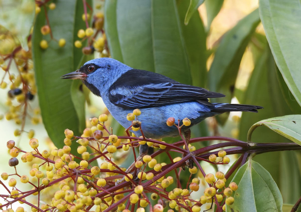 Blue Dacnis - ML628022036