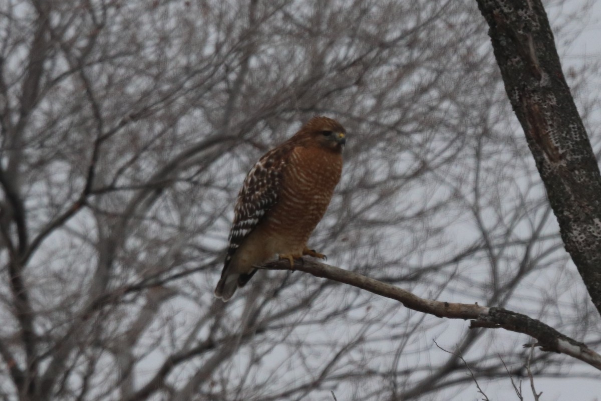 Red-shouldered Hawk - ML628022163