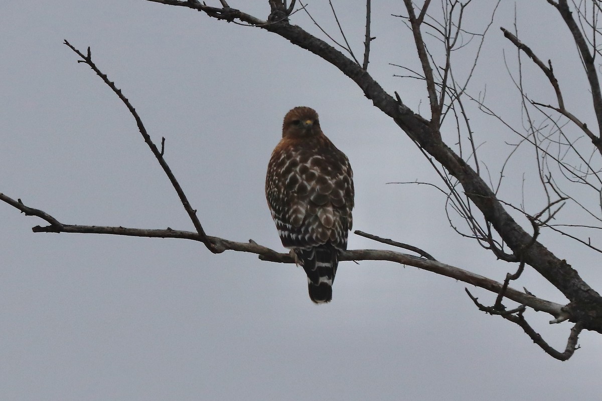 Red-shouldered Hawk - ML628022164