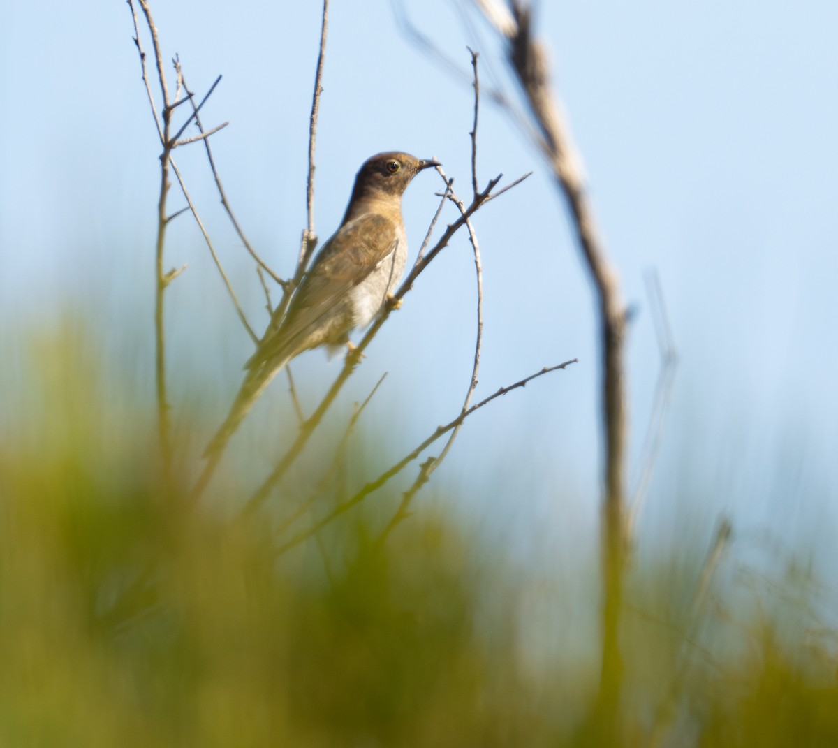 Fan-tailed Cuckoo - ML628022187