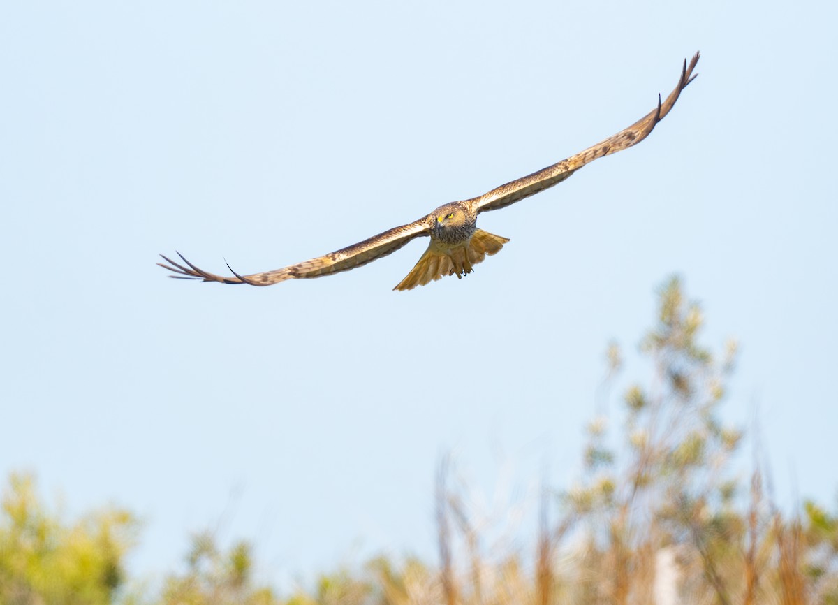 Swamp Harrier - ML628022193