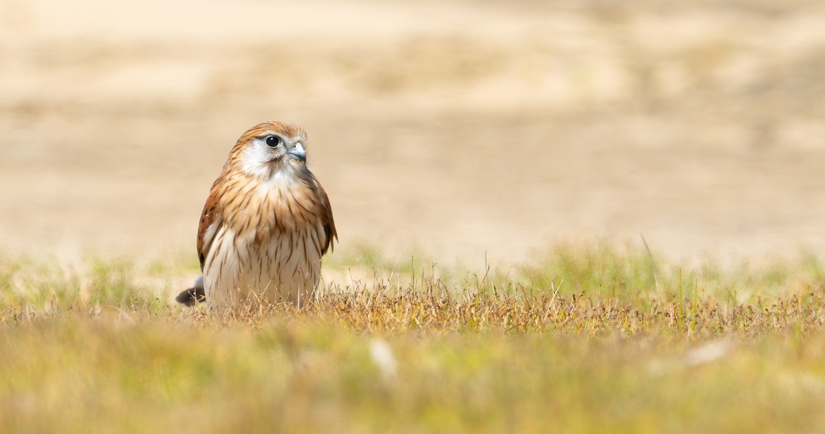 Nankeen Kestrel - ML628022199