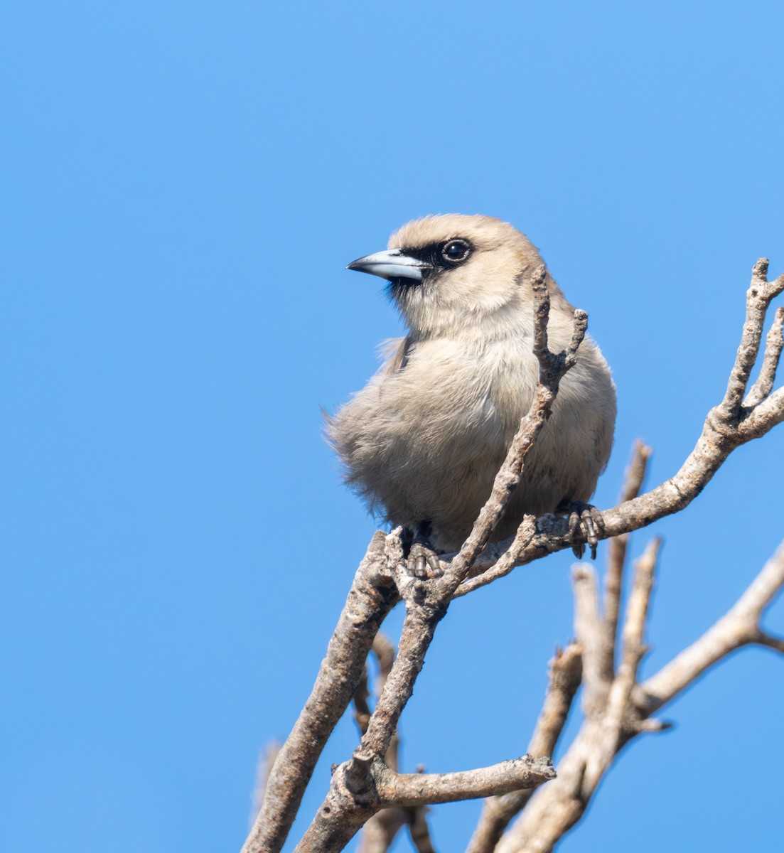 Dusky Woodswallow - ML628022205