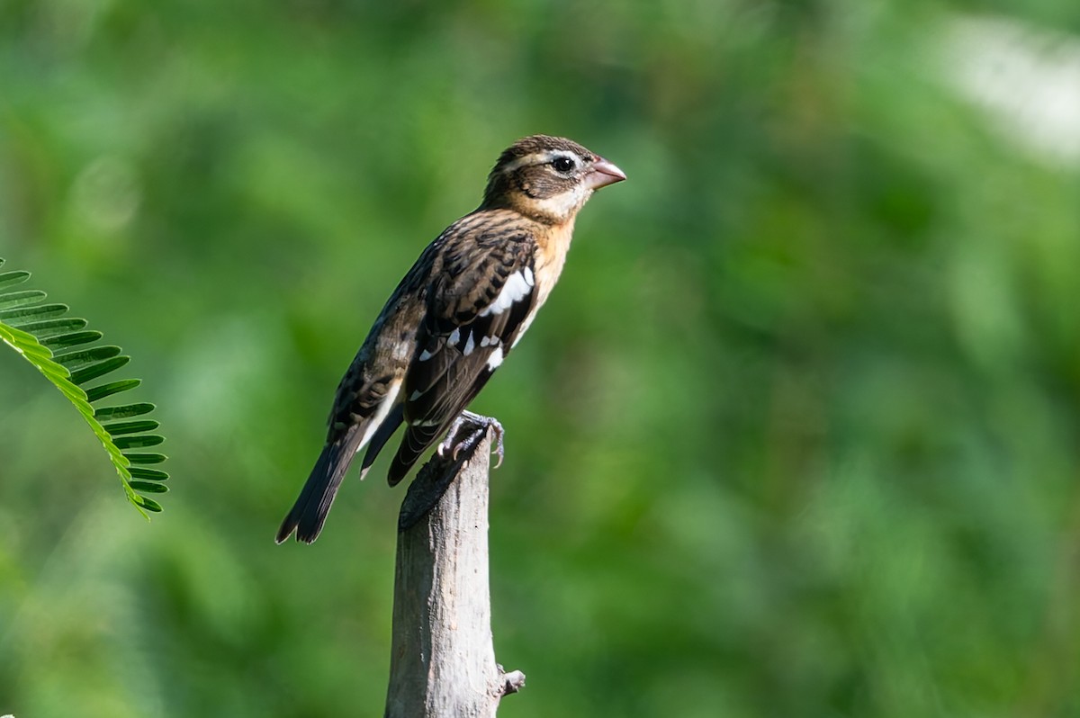 Rose-breasted Grosbeak - ML628022315