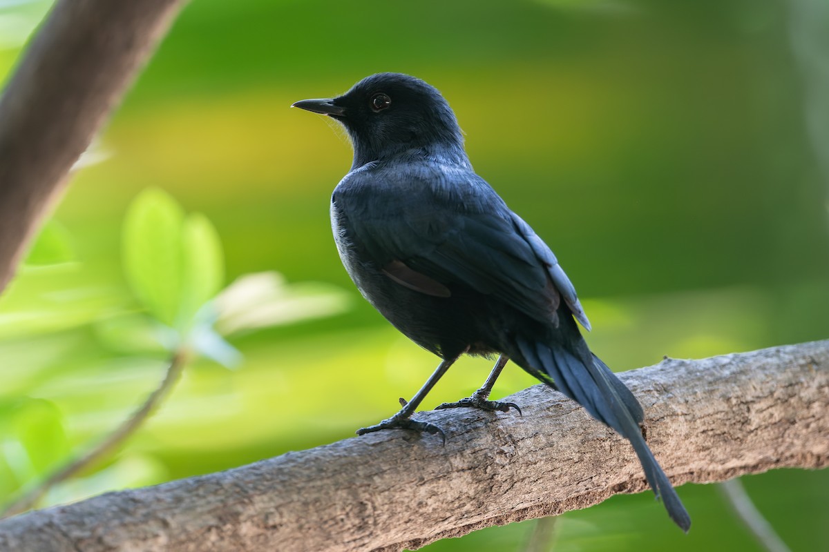 Black Catbird - ML628022324