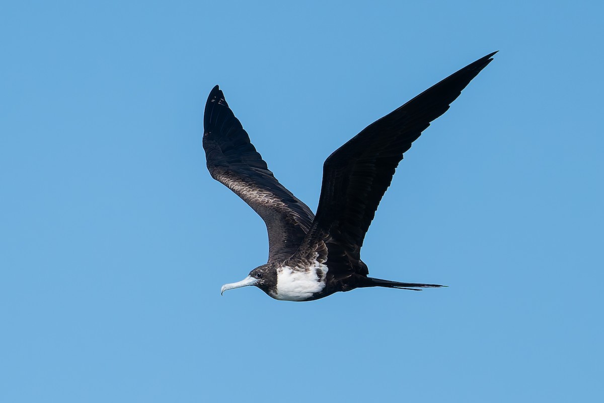 Magnificent Frigatebird - ML628022338