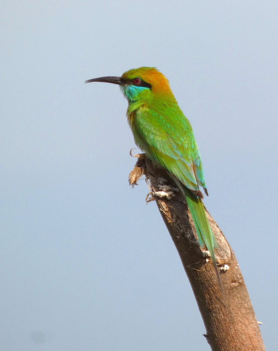 Asian Green Bee-eater - ML628022364