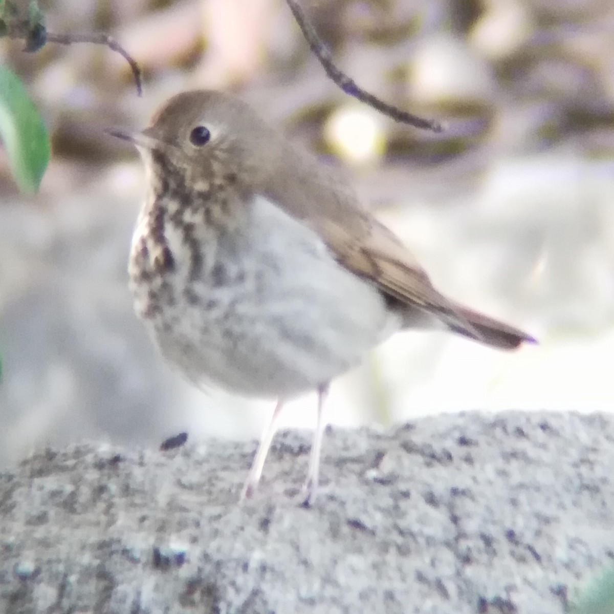 Hermit Thrush - ML628022394