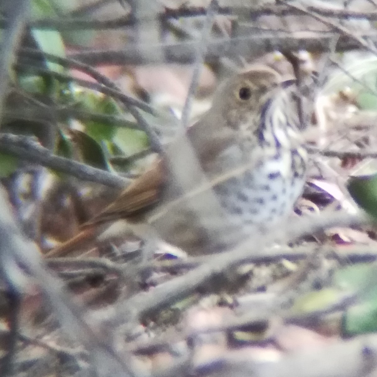 Hermit Thrush - ML628022397