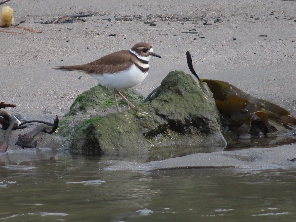 Killdeer - ML628022400
