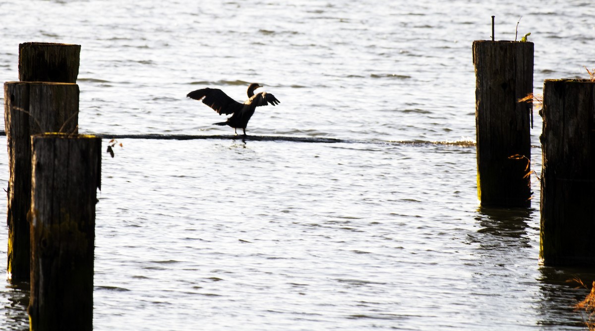 Double-crested Cormorant - ML628022428