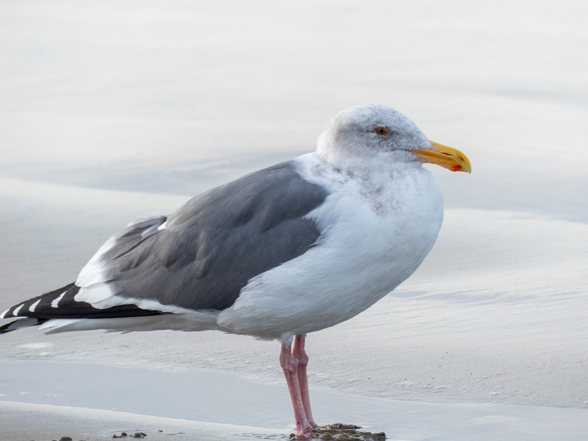 Western Gull - ML628022531