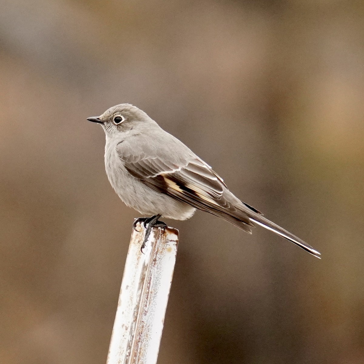 Townsend's Solitaire - ML628022600