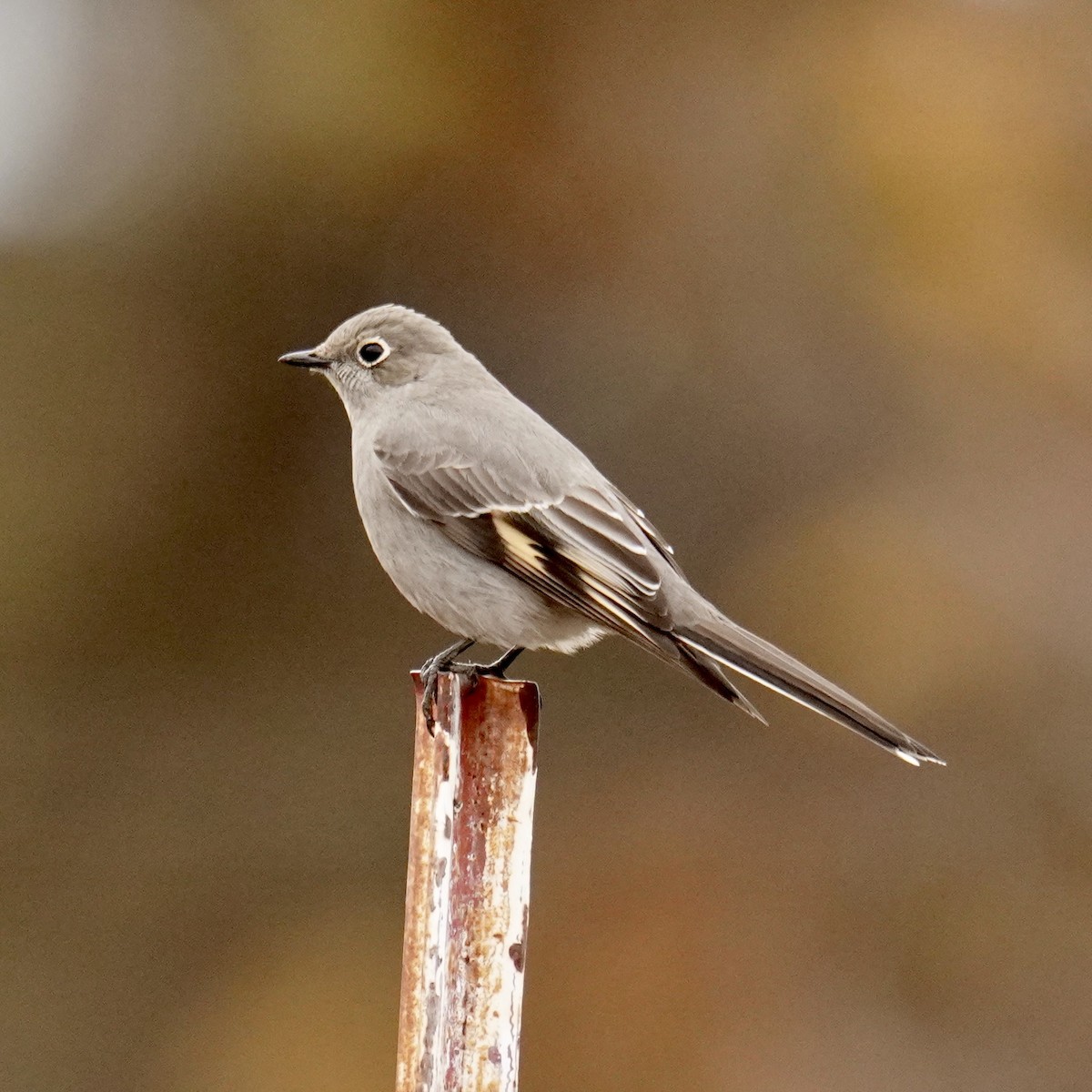 Townsend's Solitaire - ML628022601