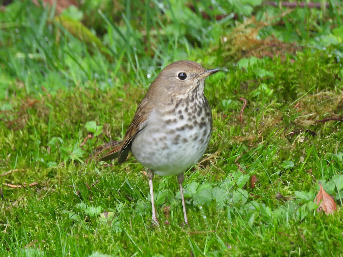 Hermit Thrush - ML628022688