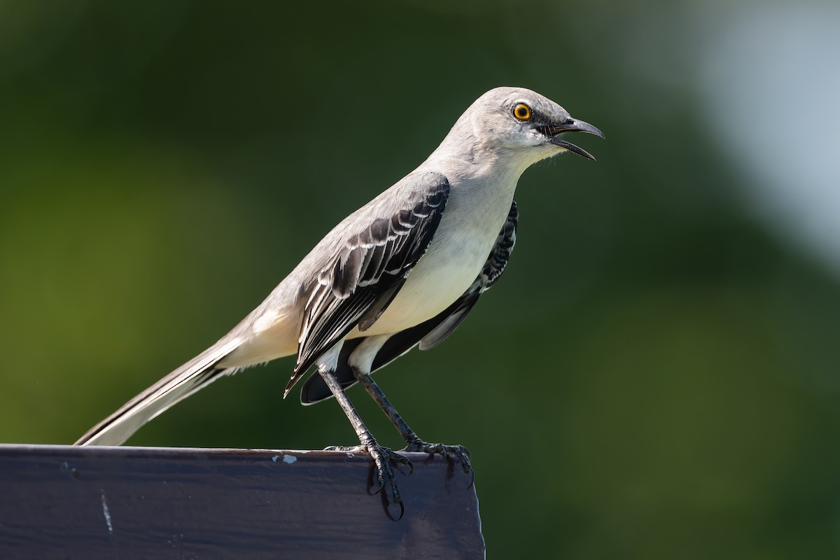 Tropical Mockingbird - ML628022713