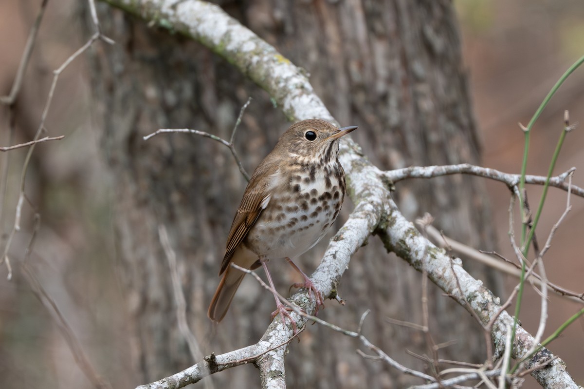 Hermit Thrush - ML628022787