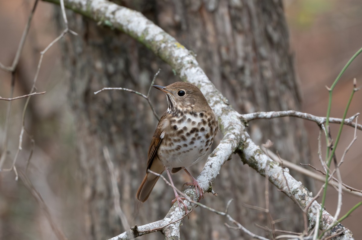 Hermit Thrush - ML628022788