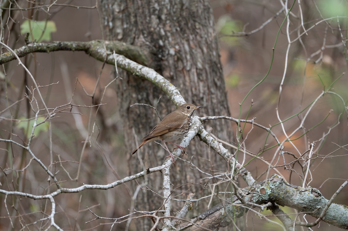 Hermit Thrush - ML628022789