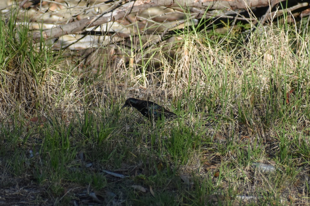 European Starling - ML628022790