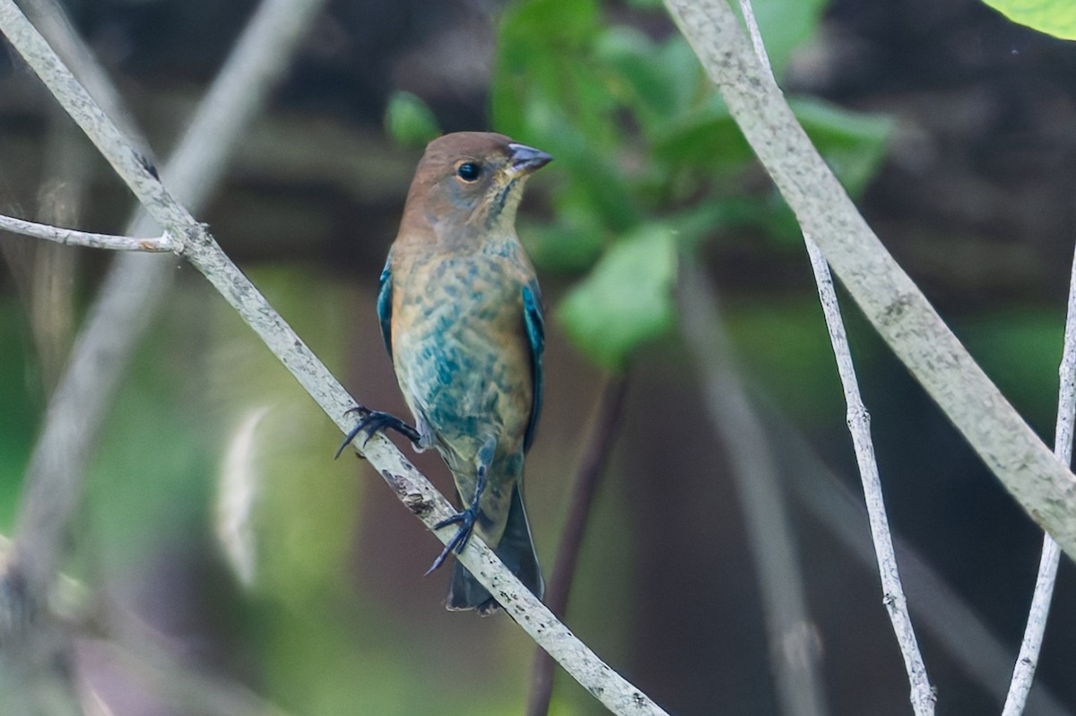 Indigo Bunting - ML628022813