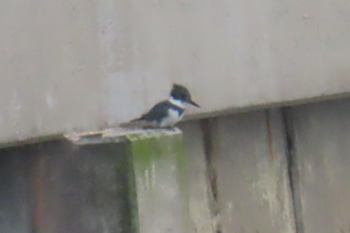 Belted Kingfisher - ML628022847