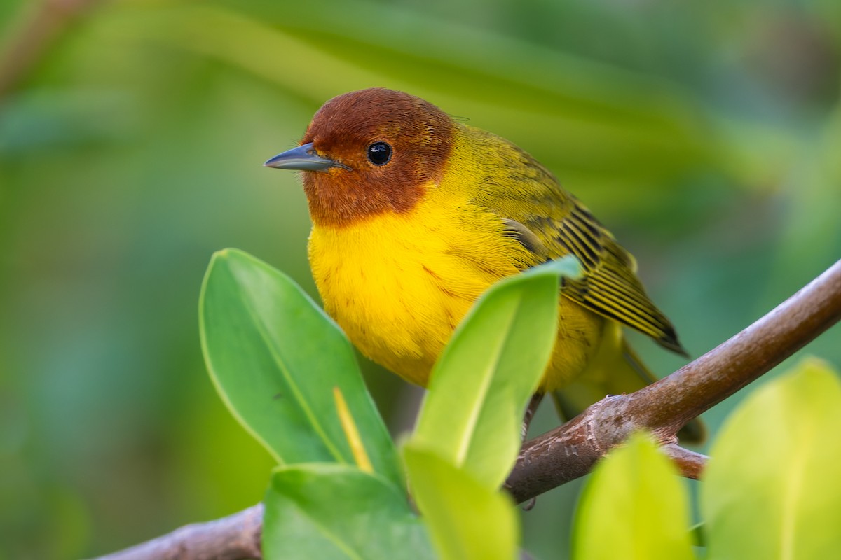 Yellow Warbler (Mangrove) - ML628022911