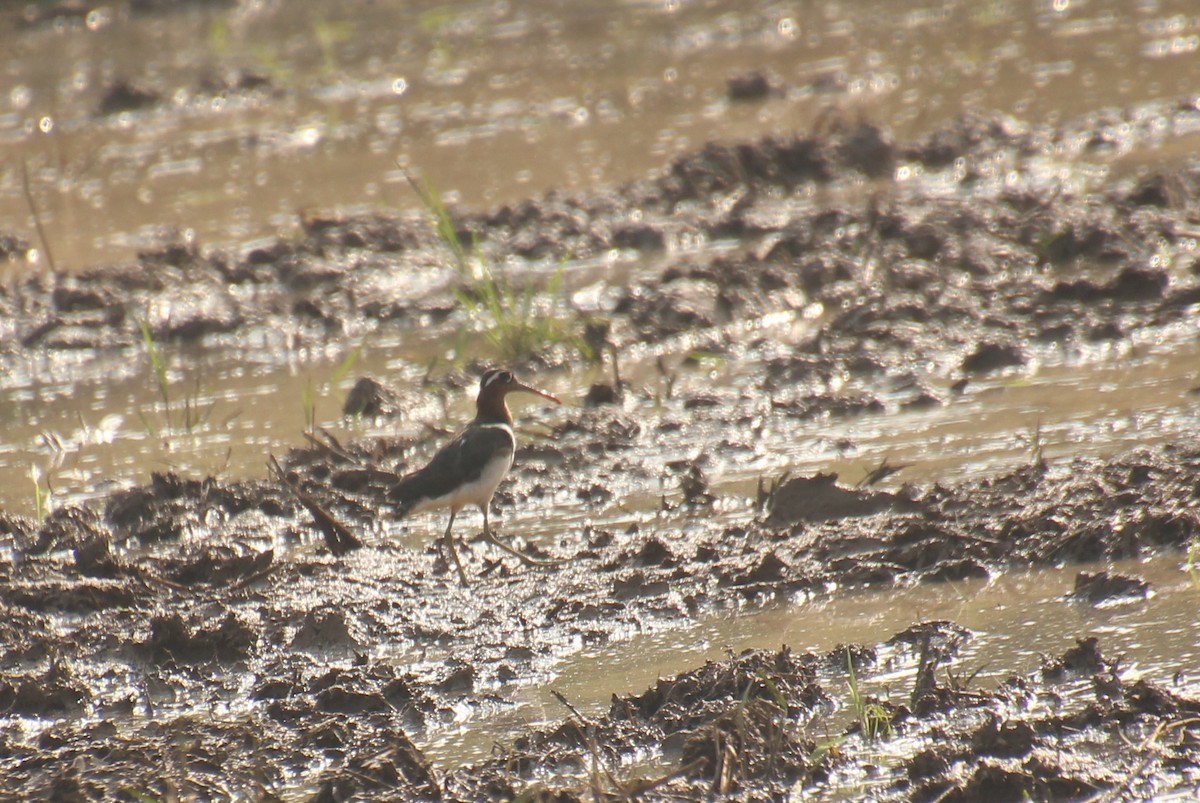 Greater Painted-Snipe - ML628022918